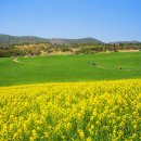 선동초등학교 | 고창 청보리밭축제 절정 시기 이번 주말 괜찮을까, 주차 사진 명소 시간대까지