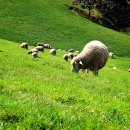 용천목장 이미지