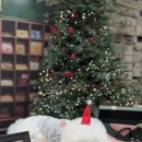 영문농장 | 제주 동쪽여행 표선 핑크뮬리 크리스마스 팝업 강아지동반 이용후기 - 보롬왓