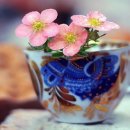 애틋하개 이미지