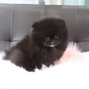 내품안의 반려견 김포점 이미지