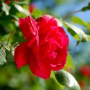 장미모사 이미지