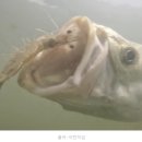 석모1호