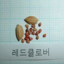 레드클로버 이미지