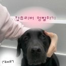 진이네 강아지풀 | 광교대형견 셀프목욕 진이네강아지풀에서 리트리버를 멍빨해보아요