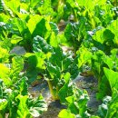 대일2농장 이미지