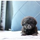 부산강아지분양 고양이분양 베스트펫 본점 | 믿고 방문한 의왕강아지분양 이즈펫 강아지 고양이 본점 왜 유명한지 알겠어요