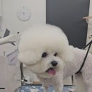 빠몽(PAWMONG) 이미지