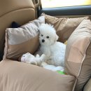 팰리스1470 | 남해 애견동반 풀빌라, 팰리스 1470/ 2박3일 솔직후기