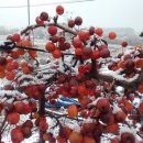 신촌초교 이미지