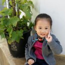 더부리공원 Daum카페