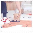 워킹펫 | 용인말티푸분양 후기유앤미펫에서 만난 우리 집 막내 이야기