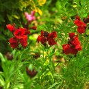 비단향꽃무 이미지