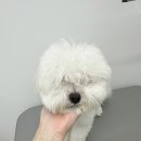 댕그리몽 이미지