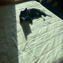 더 힐 스토리 | 이사 후 정리안된 일상 + 워커힐 더뷔페 후기