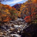 지리산 단풍비 이미지