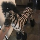 댕댕이 컷 이미지