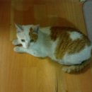 안락2동-4 이미지