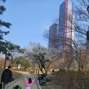 동부부녀 | 내돈내산후기 동부이촌동 가성비 과일가게 싱싱과일전문점 봄산책하다 바나나득템