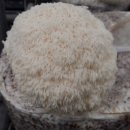 홍가농장 이미지