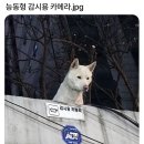 185007 이미지