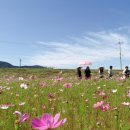 코스모스 이미지