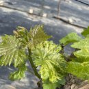 대수풀농장 이미지