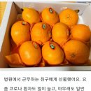 석희농장 | 샵블리에서 구매한 제주 석희농장 레드향 솔직 후기