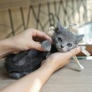 스핑크스의 숲 이미지