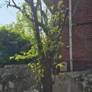 큰나무주유소 이미지