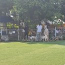 놀다가개 이미지