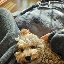 베이시티 동물병원 | 부산 송도 베이시티동물병원 수컷 중성화수술 후기 / 비용 (feat.잠복고환)