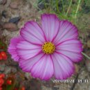 곡성-199 이미지