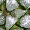 월영농장 이미지