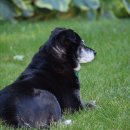 야당동물병원 이미지