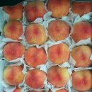 풍림농원 이미지