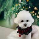 도그 살롱초코 이미지