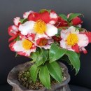 동곡교 桐谷絞 きりだにしぼり키리다니 시보리 Kiridani shibori 일본 동백꽃 Camellia japonica 이미지