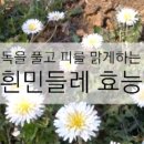 흰민들레 효능과 작용 이미지