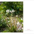 민들레홀씨 이미지