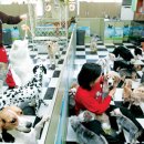 멍멍이천국 이미지