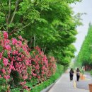 장미의거리1 이미지