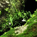 제주의 추억 이미지