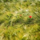 맑은사람들 이미지