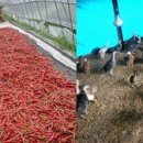 규성농장 이미지