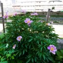 정릉천 제방 이미지