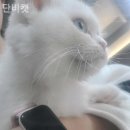 단비캣 이미지