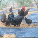 운천축산 이미지