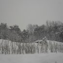 닭우리