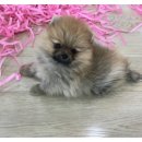 An's 명품펫 애견백화점 이미지